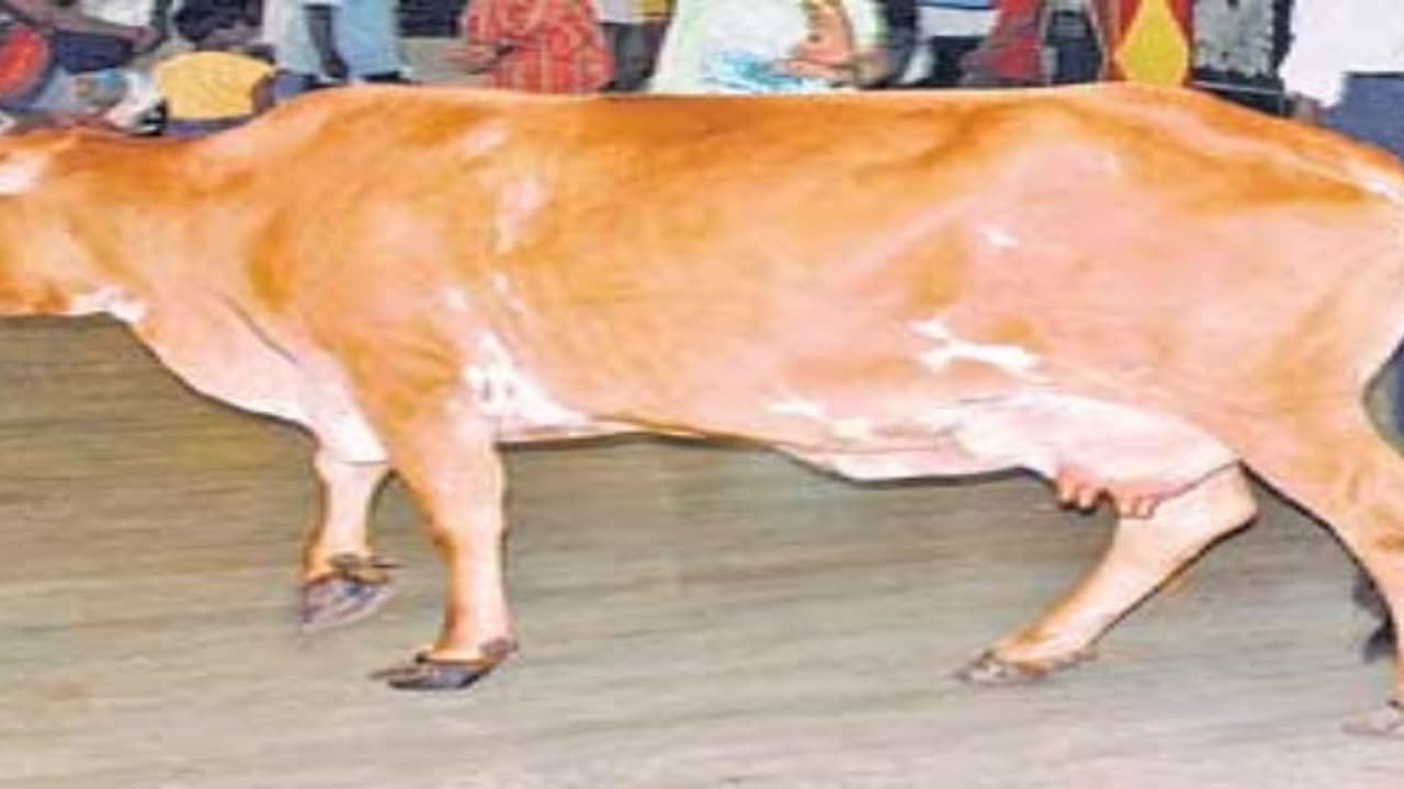 பசுவின் பால் உற்பத்தியை இயற்கை வழியில் பெருக்க வேண்டுமா? அப்போ இந்த வழிகளைப் பின்பற்றுங்கள்… பசுவின் பால் உற்பத்தியை இயற்கை வழியில் பெருக்க வேண்டுமா? அப்போ இந்த வழிகளைப் பின்பற்றுங்கள்…