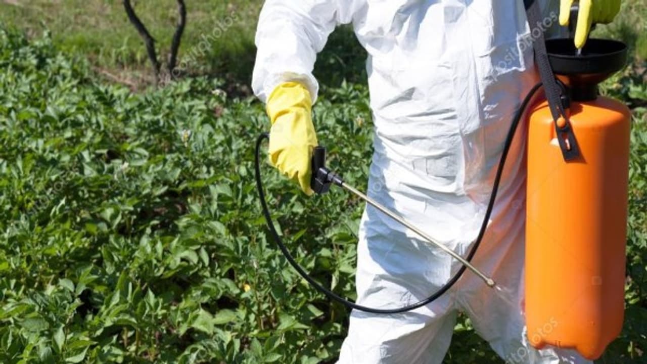 பயறு வகை பயிர்களை இந்த புழுக்கள்தான் அதிகம் தாக்கும்... 