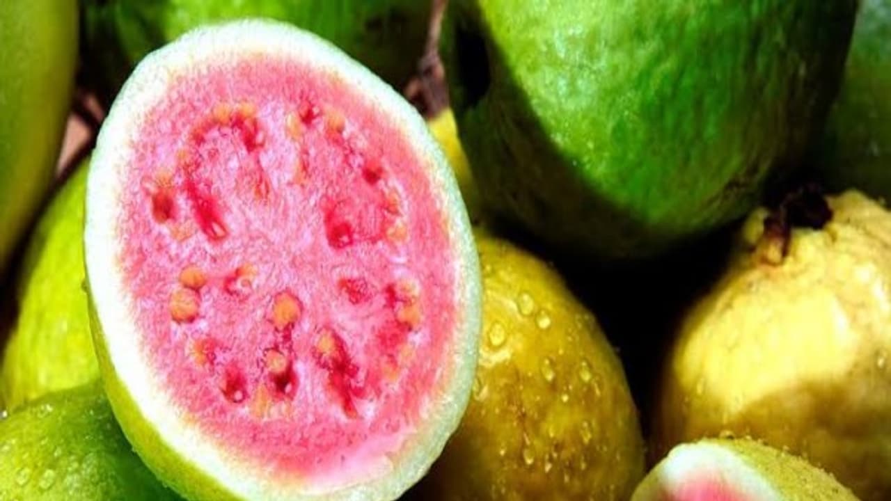 கொய்யாக்கனியின் அடங்கியுள்ள எண்ணிலடங்காத மருத்துவ குணங்கள் பற்றி தெரியுமா?