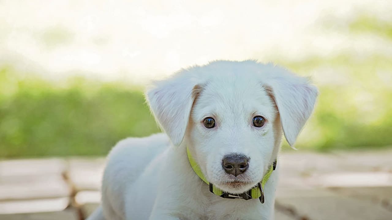 Now, pawterntity leave is a thing Now, pawterntity leave is a thing