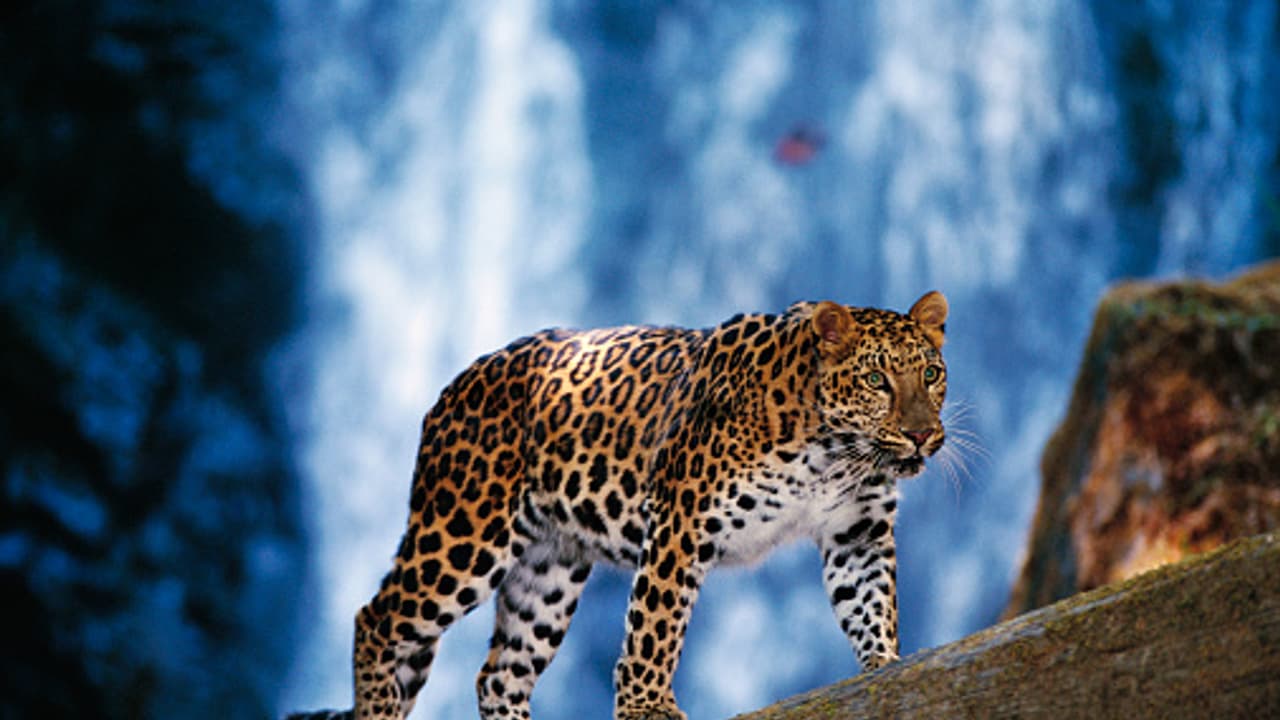 Attacked by wild animals? Karnataka government promises Rs 2,000 per month for 5 years Attacked by wild animals? Karnataka government promises Rs 2,000 per month for 5 years