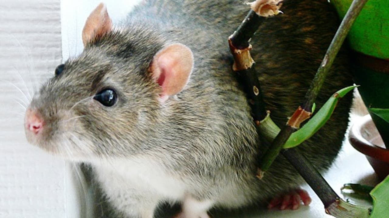 48 ಕೋಟಿ ಜನರ ಬಲಿ ತೆಗೆದುಕೊಂಡ Black Deathಗೆ ಹೋಲಿಸಿದರೆ ಕೊರೊನಾ ಬಚ್ಚಾ! 48 ಕೋಟಿ ಜನರ ಬಲಿ ತೆಗೆದುಕೊಂಡ Black Deathಗೆ ಹೋಲಿಸಿದರೆ ಕೊರೊನಾ ಬಚ್ಚಾ!