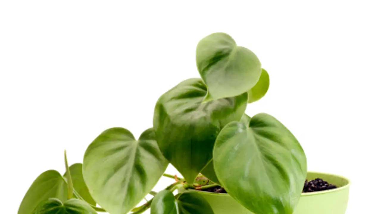 ಈ ಗಿಡವಿದ್ದರೆ ವಾಸ್ತು ದೋಷ ದೂರ....