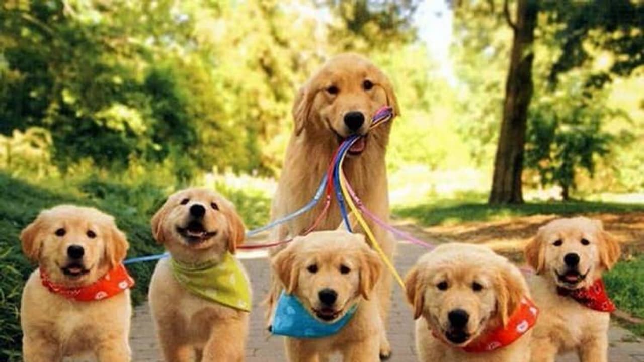 కుక్క పిల్లలను భయపెట్టాడని.. రంగంలోకి దిగిన తల్లి కుక్క.. వీడియో కుక్క పిల్లలను భయపెట్టాడని.. రంగంలోకి దిగిన తల్లి కుక్క.. వీడియో