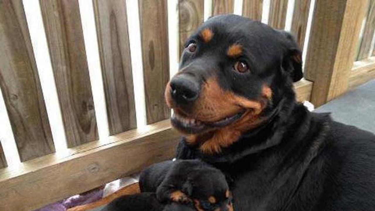 దారుణం.. 4 కుక్క పిల్లలను ఉద్దేశపూర్వకంగా కారుతో గుద్దిన డ్రైవర్.. అరెస్టు చేసిన పోలీసులు దారుణం.. 4 కుక్క పిల్లలను ఉద్దేశపూర్వకంగా కారుతో గుద్దిన డ్రైవర్.. అరెస్టు చేసిన పోలీసులు