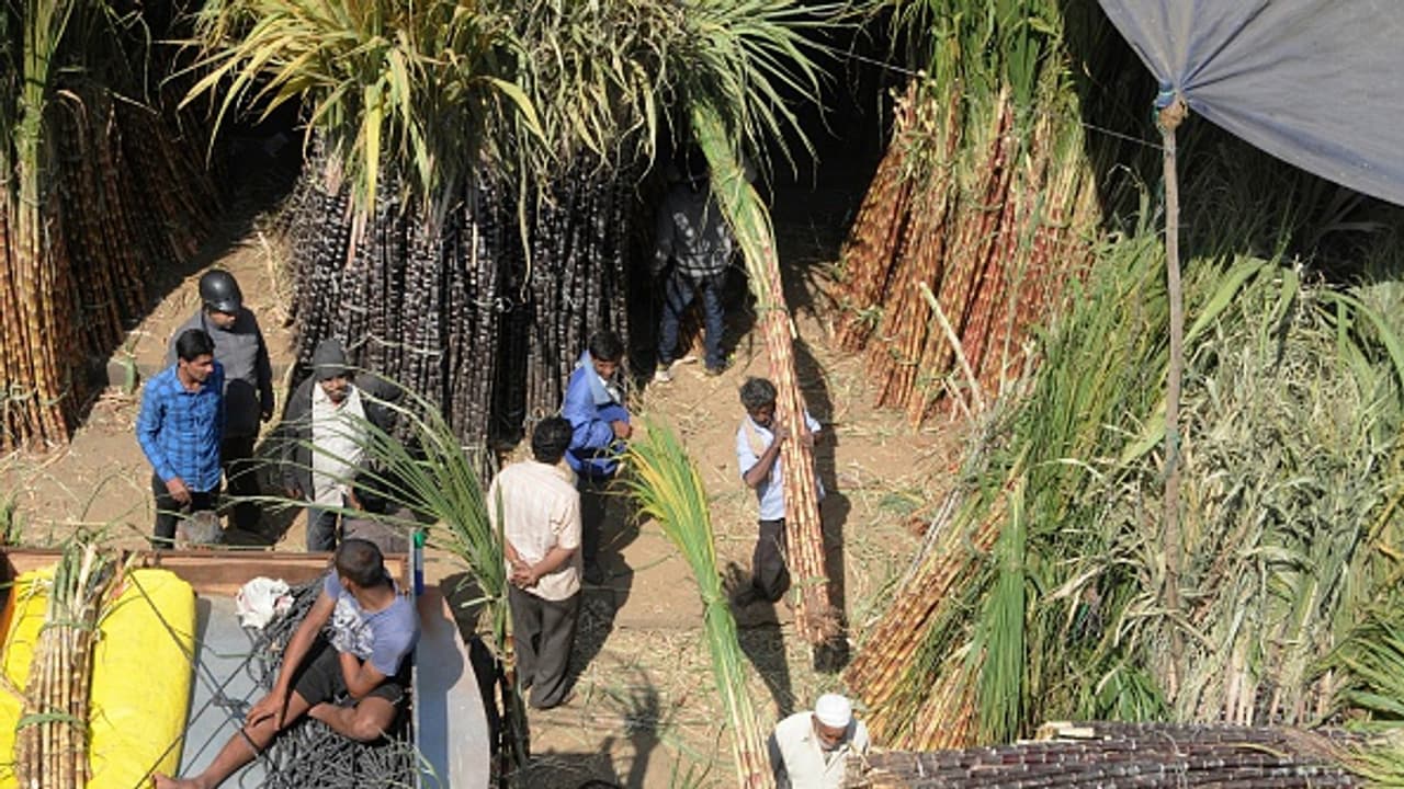 ಸಂಕ್ರಾಂತಿ ಸಂಭ್ರಮಕ್ಕೆ ಬೆಲೆ ಏರಿಕೆ ಬಿಸಿ ಸಂಕ್ರಾಂತಿ ಸಂಭ್ರಮಕ್ಕೆ ಬೆಲೆ ಏರಿಕೆ ಬಿಸಿ