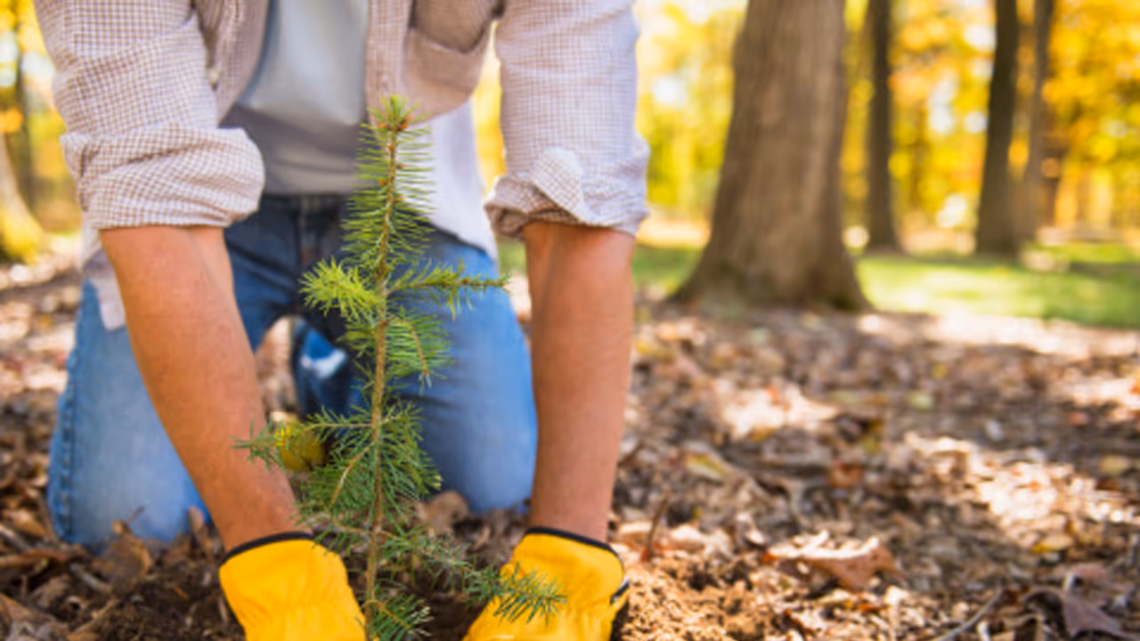 ತಮಾಷೆಯೇ ಅಲ್ಲ! ಆದೇಶ ಪಾಲಿಸದ ಅಧಿಕಾರಿಗೆ 100 ಗಿಡ ನೆಡುವ ಶಿಕ್ಷೆ ತಮಾಷೆಯೇ ಅಲ್ಲ! ಆದೇಶ ಪಾಲಿಸದ ಅಧಿಕಾರಿಗೆ 100 ಗಿಡ ನೆಡುವ ಶಿಕ್ಷೆ