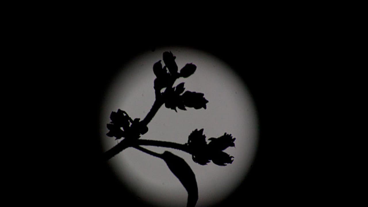 চন্দ্রগ্রহণের সময় এই কাজগুলি করলে হতে পারে মারাত্মক বিপদ চন্দ্রগ্রহণের সময় এই কাজগুলি করলে হতে পারে মারাত্মক বিপদ