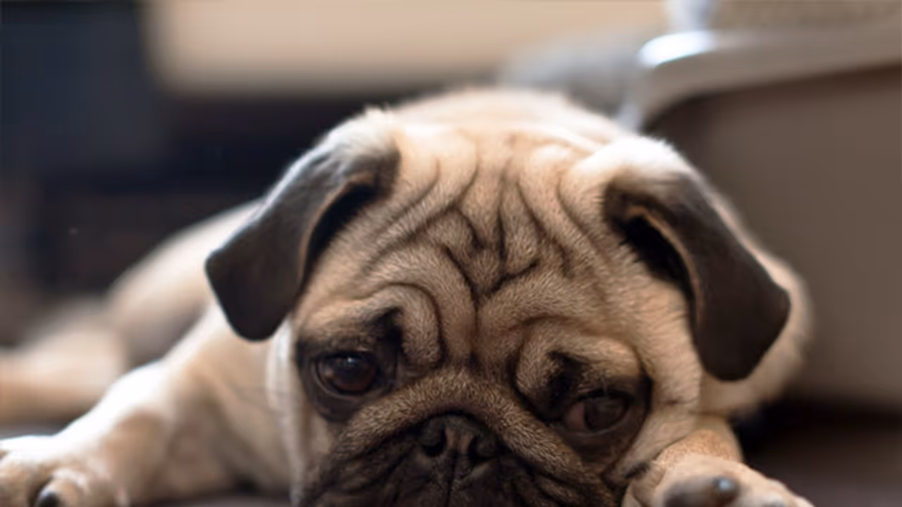 Air pollution: Here's how you can take care of your furry friends Air pollution: Here's how you can take care of your furry friends