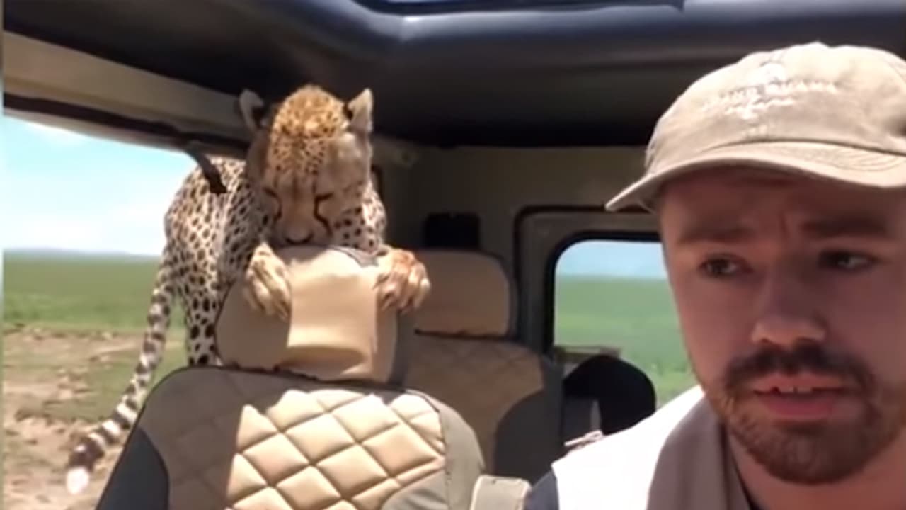 ఛీటా జీప్ ఎక్కింది... భయంతో ఉలిక్కిపడి శవంలా కూర్చుండిపోయాడు (వీడియో)