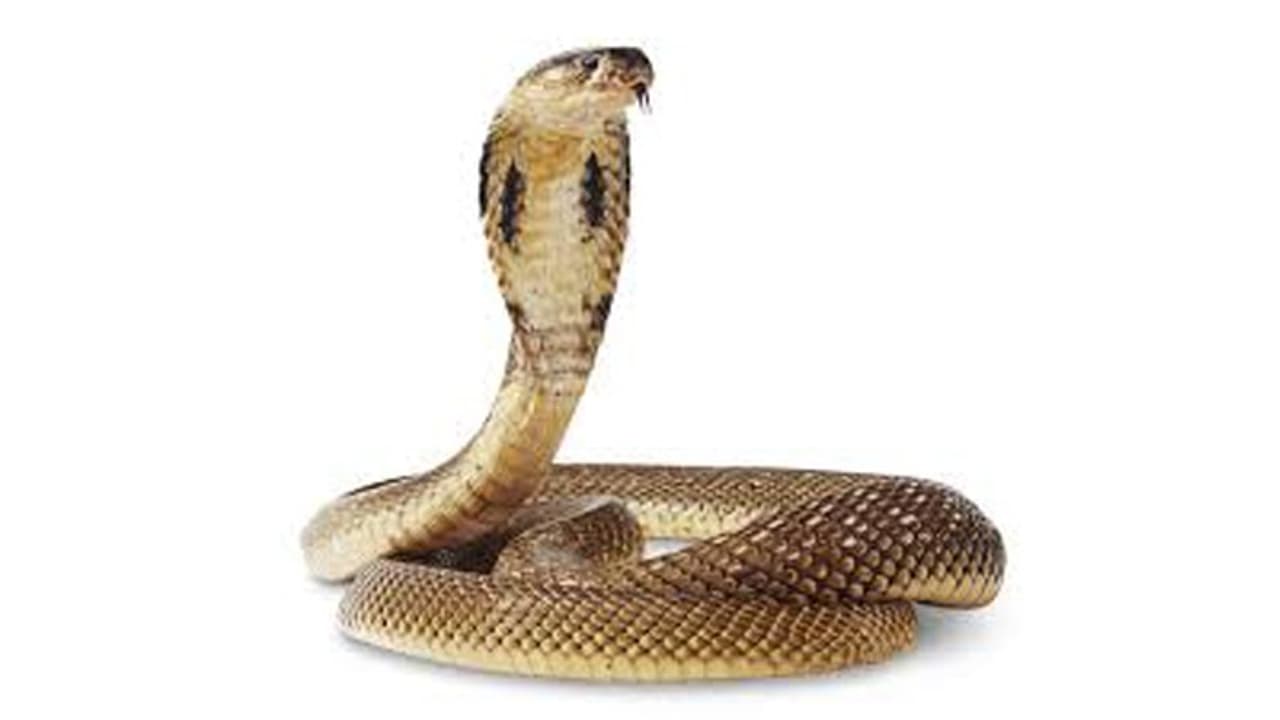 ಹಾವಿನ ಕಡಿತದಿಂದ ನಟಿ ದುರ್ಮರಣ ಹಾವಿನ ಕಡಿತದಿಂದ ನಟಿ ದುರ್ಮರಣ