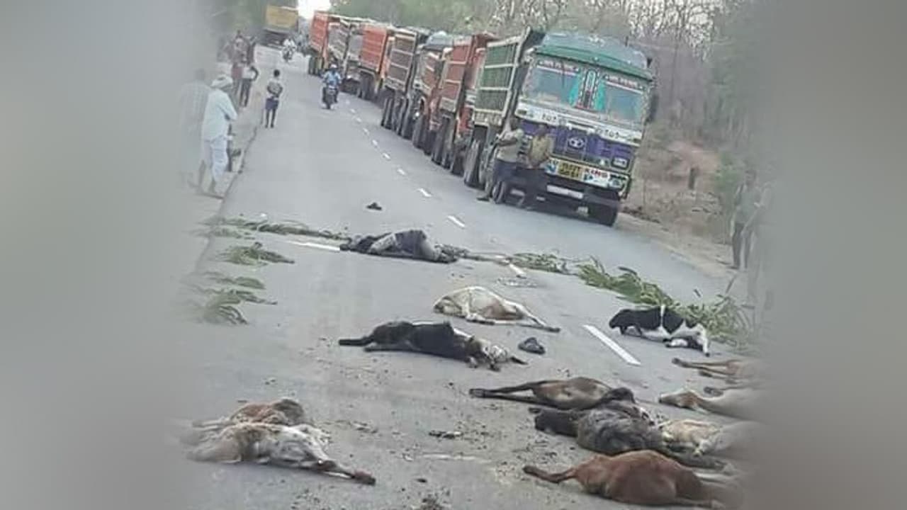 35 గొర్రెలను, గొర్ల కాపరిని మింగిన ఇసుక మాఫియా 35 గొర్రెలను, గొర్ల కాపరిని మింగిన ఇసుక మాఫియా