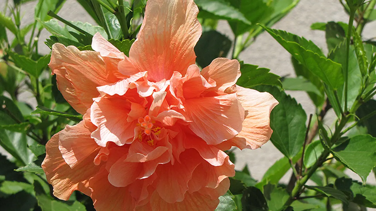 ದಾಸವಾಳದಲ್ಲಿದೆ ಸೌಂದರ್ಯ; ಹೆಚ್ಚಿಸುತ್ತೆ ಬೆಡಗಿಯ ಅಂದ