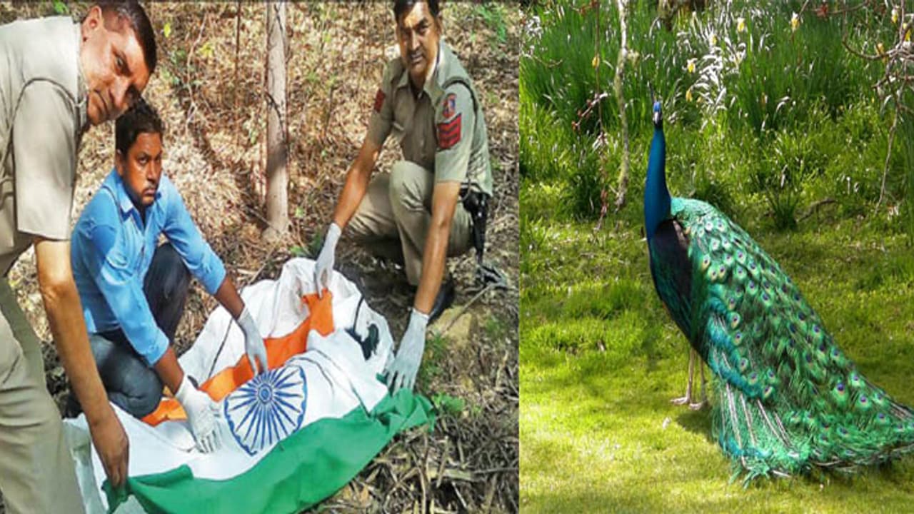 ವಿವಾದಕ್ಕೀಡಾಗಿದೆ ನವಿಲಿನ ಅಂತ್ಯಕ್ರಿಯೆ!