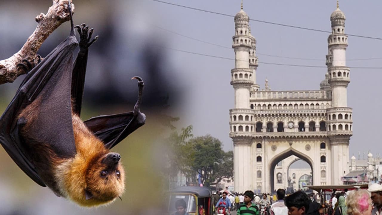 భాగ్యనగరానికి పాకిన నిపా వైరస్ ? భాగ్యనగరానికి పాకిన నిపా వైరస్ ?