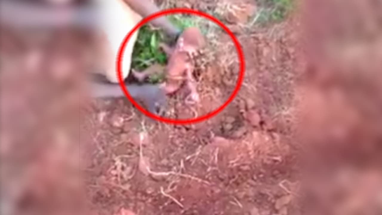 పదిహేను గంటలపాటు మట్టిలో పసిపాప (వీడియో) పదిహేను గంటలపాటు మట్టిలో పసిపాప (వీడియో)