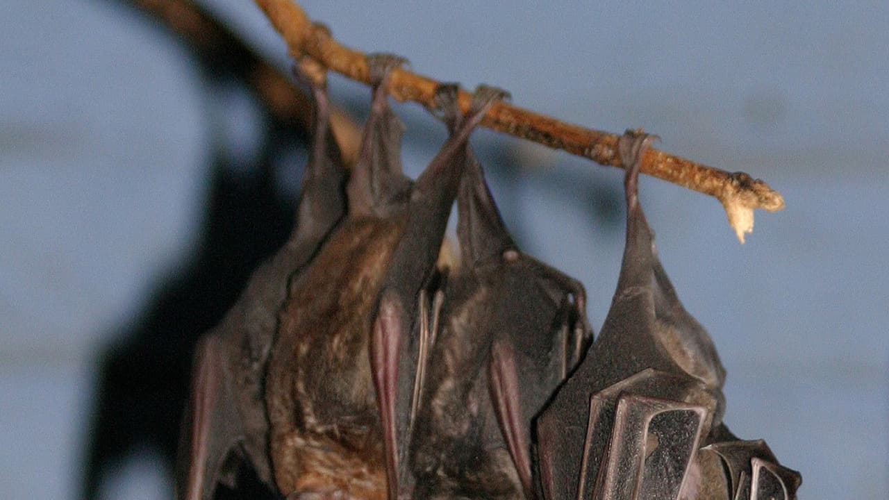 ನಿಫಾ ಆತಂಕ: ಬಾವಲಿಗಳ ಸಾಮೂಹಿಕ ಮಾರಣಹೋಮ ನಿಫಾ ಆತಂಕ: ಬಾವಲಿಗಳ ಸಾಮೂಹಿಕ ಮಾರಣಹೋಮ