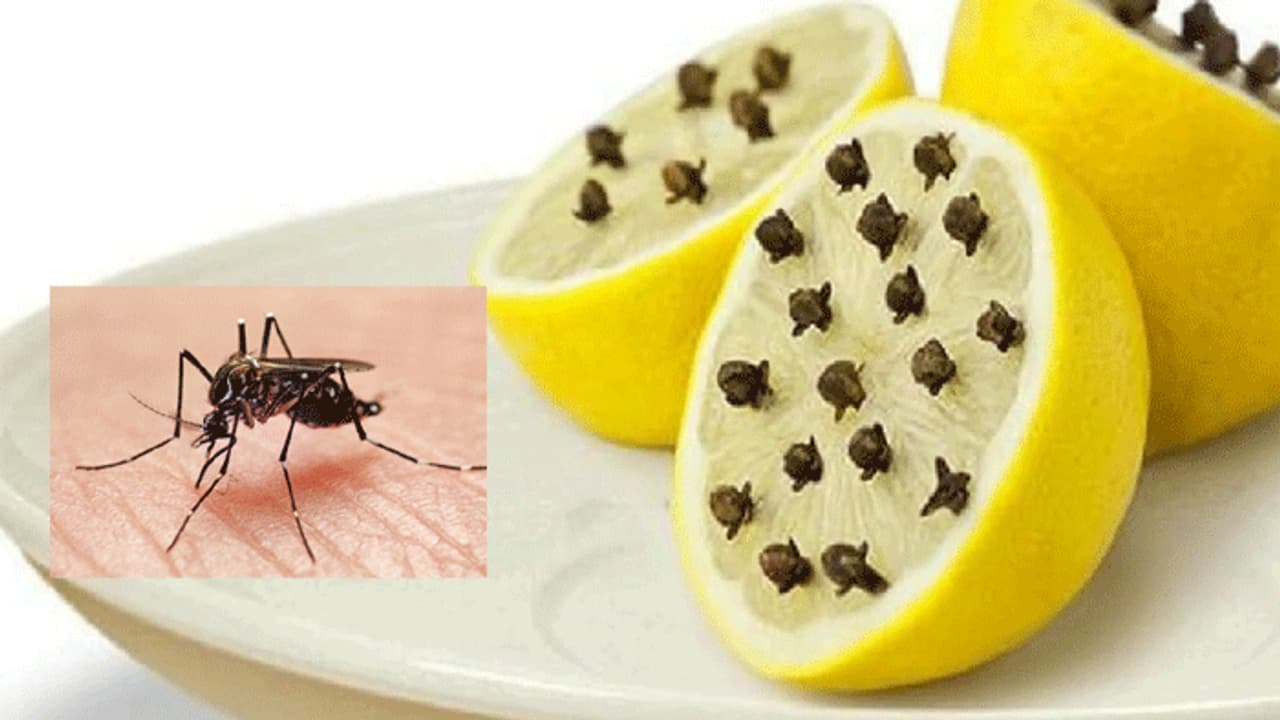 Mosquitoes: தூக்கம் கெடுக்கும் கொசு..ஓட ஓட விரட்ட ஈஸியான இயற்கை வழிமுறைகள்..!