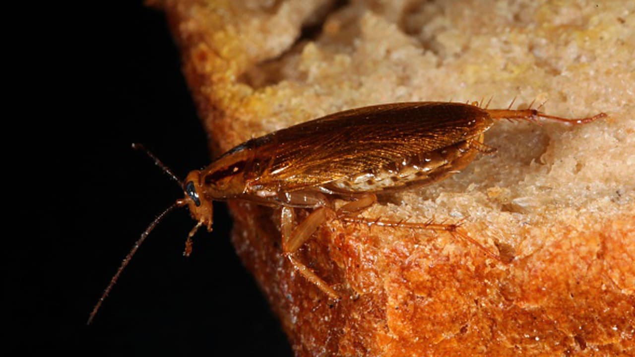 పిస్తా హౌస్ కి షాక్.. ఆహారంలో బొద్దింకలు... భారీ జరిమానా పిస్తా హౌస్ కి షాక్.. ఆహారంలో బొద్దింకలు... భారీ జరిమానా