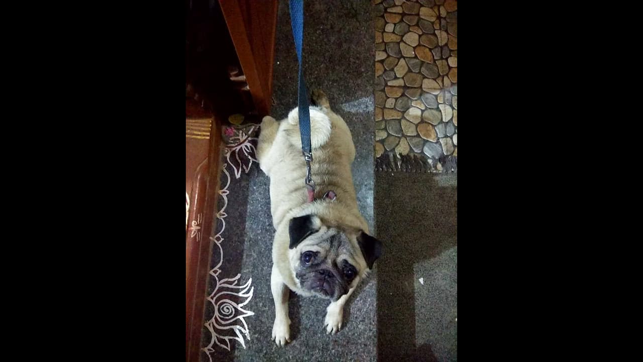 ಬೆಂಗಳೂರಿನಲ್ಲಿ ನಾಯಿಗಳಿಗೂ ಇಲ್ಲ ಉಳಿಗಾಲ ಬೆಂಗಳೂರಿನಲ್ಲಿ ನಾಯಿಗಳಿಗೂ ಇಲ್ಲ ಉಳಿಗಾಲ