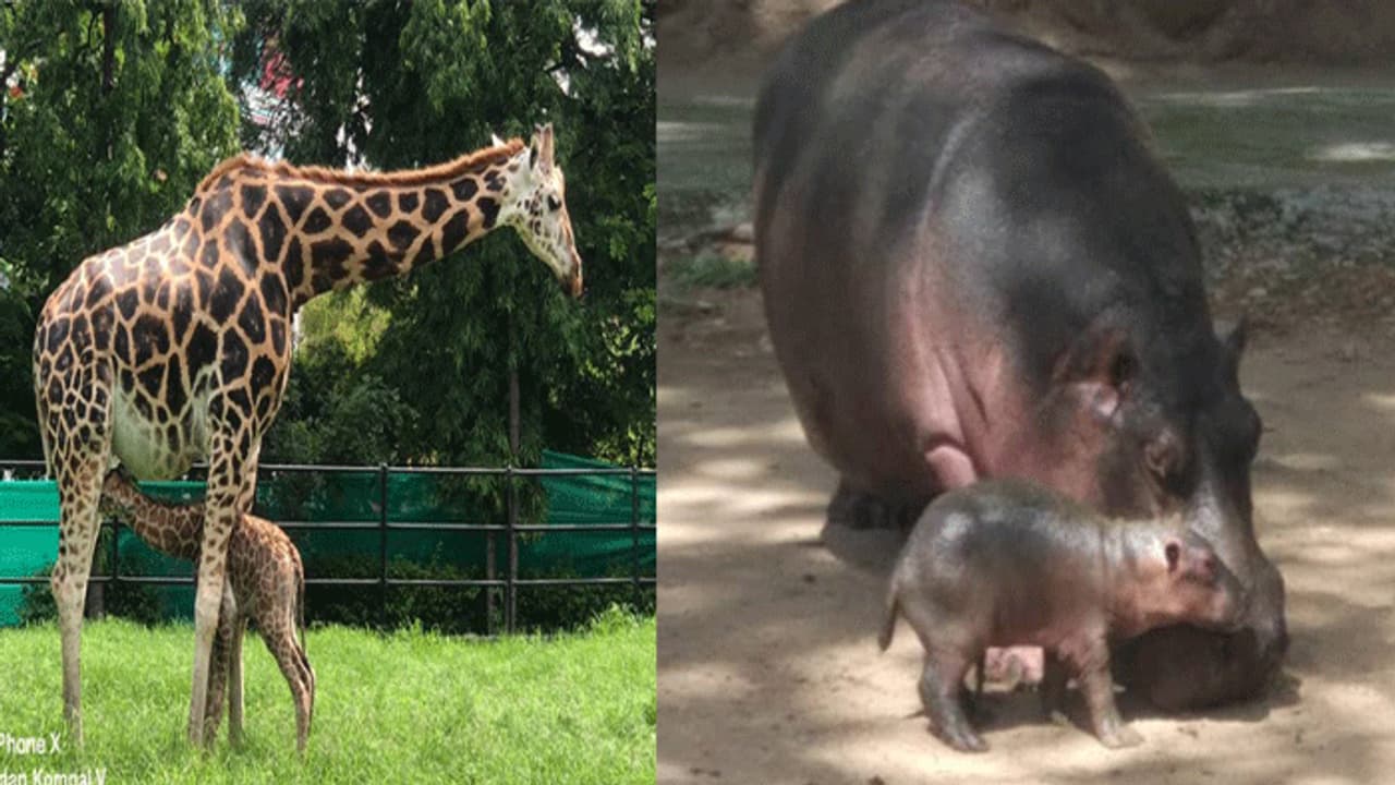 ಜುಲೈ 1ರಿಂದ ಹೆಚ್ಚಲಿದೆ ಮೃಗಾಲಯದ ಪ್ರವೇಶ ಶುಲ್ಕ