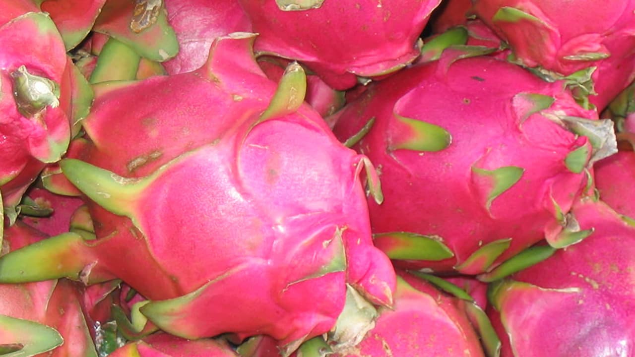 ಯುಟ್ಯೂಬ್ ನೋಡಿ ಡ್ರಾಗನ್ ಫ್ರೂಟ್ ಬೆಳೆದ ರೈತ ಯುಟ್ಯೂಬ್ ನೋಡಿ ಡ್ರಾಗನ್ ಫ್ರೂಟ್ ಬೆಳೆದ ರೈತ