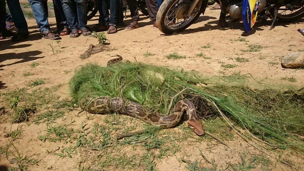 ಮೀನಿಗಾಗಿ ಹಾಕಿದದ್ದ ಬಲೆಯಲ್ಲಿ ಸಿಕ್ಕಿದ್ದು ಮೀನಲ್ಲ,ಮತ್ತೇನು? ಮೀನಿಗಾಗಿ ಹಾಕಿದದ್ದ ಬಲೆಯಲ್ಲಿ ಸಿಕ್ಕಿದ್ದು ಮೀನಲ್ಲ,ಮತ್ತೇನು?