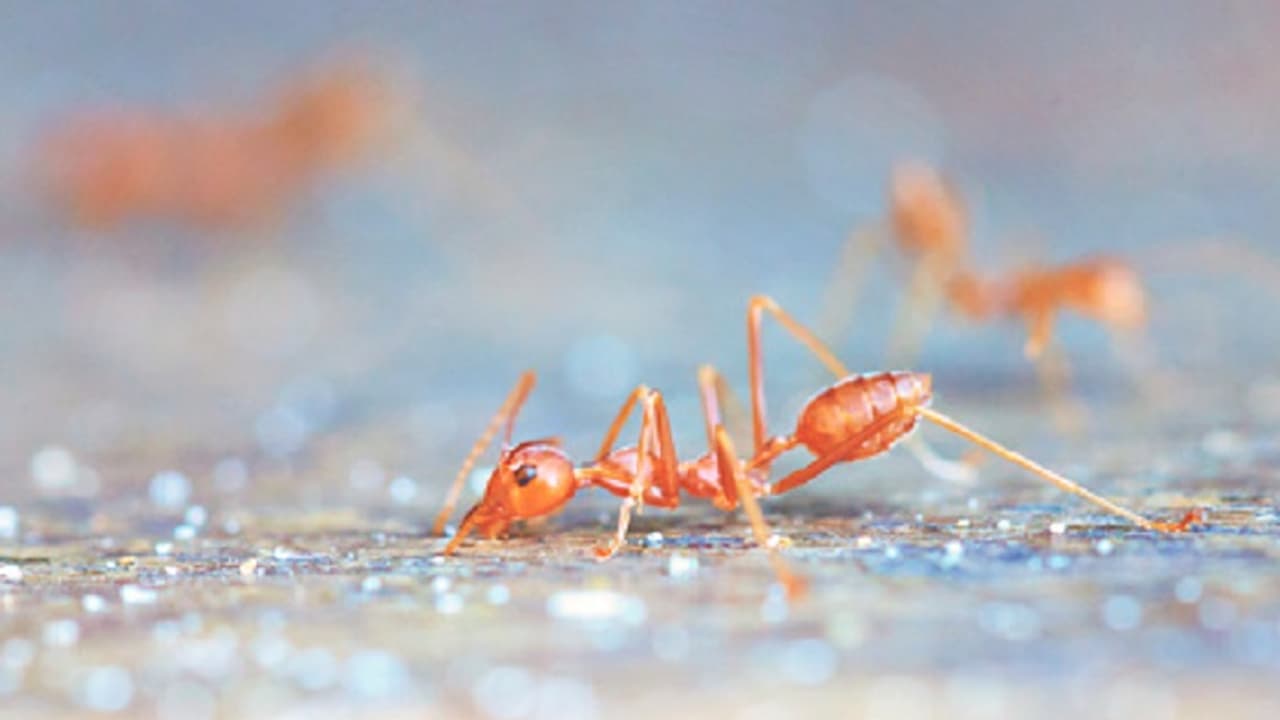 ಹೀಗ್ ಮಾಡಿದ್ರೆ ಇರುವೆ ಇರೋಲ್ಲ ಹೀಗ್ ಮಾಡಿದ್ರೆ ಇರುವೆ ಇರೋಲ್ಲ