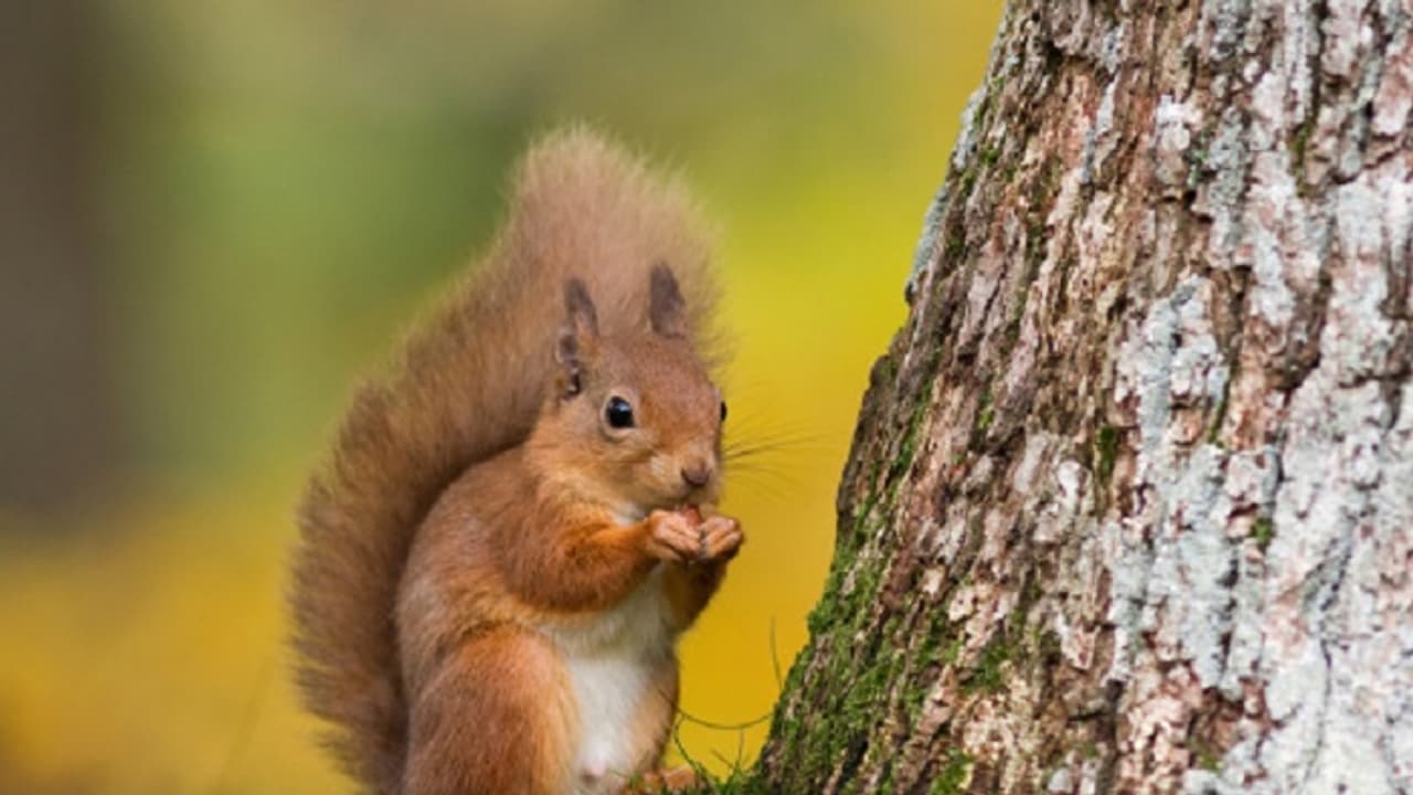 ರಾಮಸೇತು ನಿರ್ಮಿಸಿದ ಅಳಿಲು ಗೊತ್ತು, ಈ ಮಾಡರ್ನ್ ಅಳಿಲು ಮಾಡಿದ್ದೇನು? ನೀವೇ ನೋಡಿ