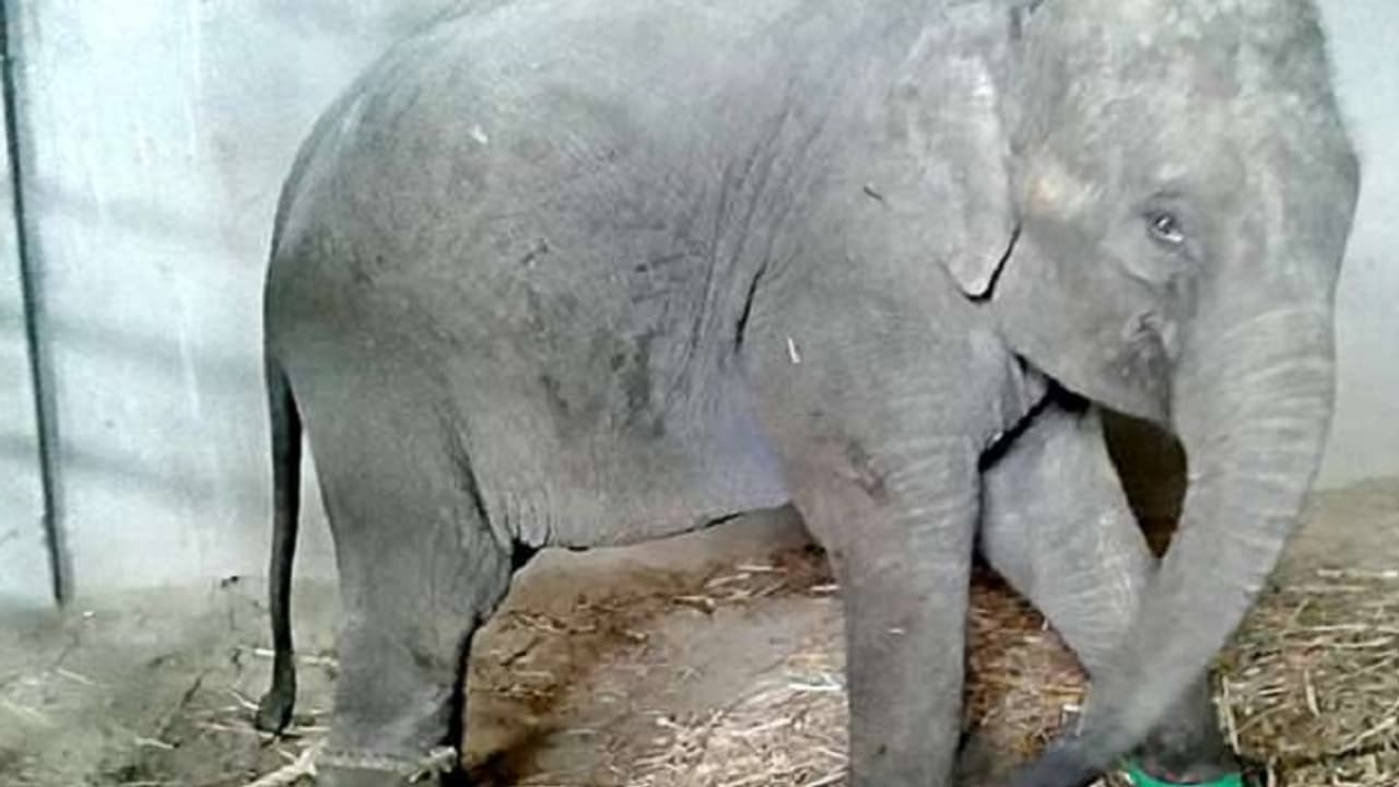 ಆನೆಯೊಂದಿಗೆ ಇದೆಂಥಾ ಅಮಾನವೀಯ ವರ್ತನೆ? ಆನೆಯೊಂದಿಗೆ ಇದೆಂಥಾ ಅಮಾನವೀಯ ವರ್ತನೆ?