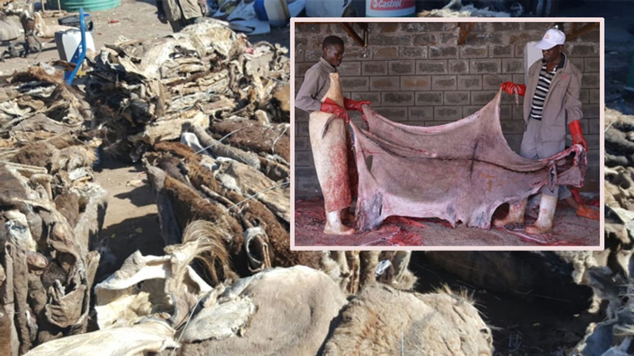 చైనా దెబ్బకు ఆఫ్రికాలో గాడిదలు మిగలవా..? చైనా దెబ్బకు ఆఫ్రికాలో గాడిదలు మిగలవా..?