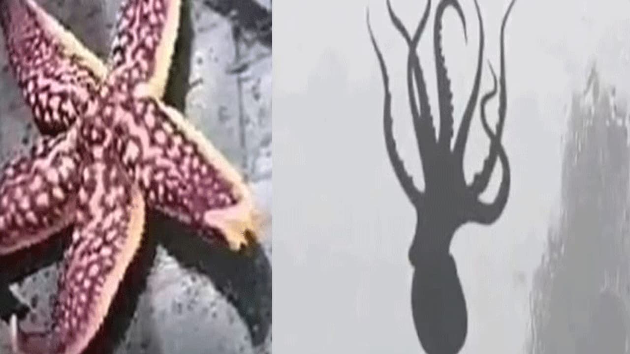 ಅಕ್ಟೋಪಸ್, ನಕ್ಷತ್ರ ಮೀನುಗಳ ಮಳೆ! ಅಕ್ಟೋಪಸ್, ನಕ್ಷತ್ರ ಮೀನುಗಳ ಮಳೆ!