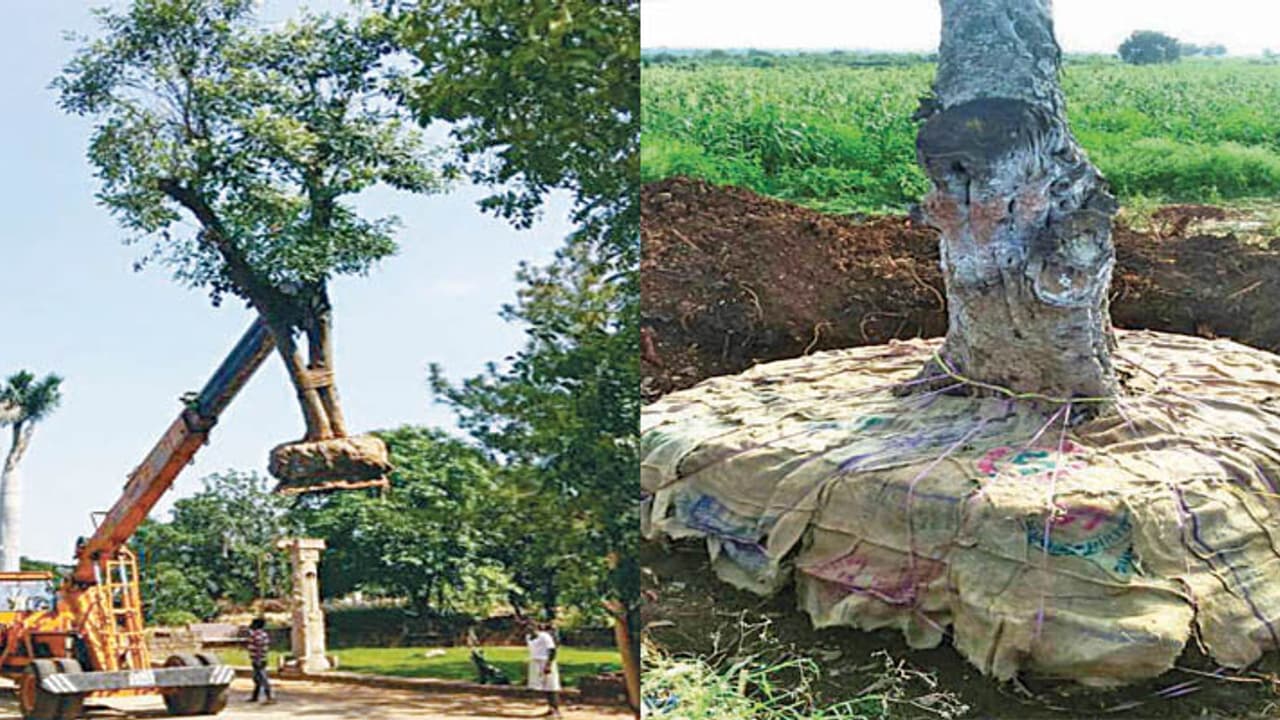 ಮರಗಳನ್ನು ಸ್ಥಳಾಂತರಿಸುವುದು ಹೇಗೆ ಗೊತ್ತಾ? ಮರಗಳನ್ನು ಸ್ಥಳಾಂತರಿಸುವುದು ಹೇಗೆ ಗೊತ್ತಾ?