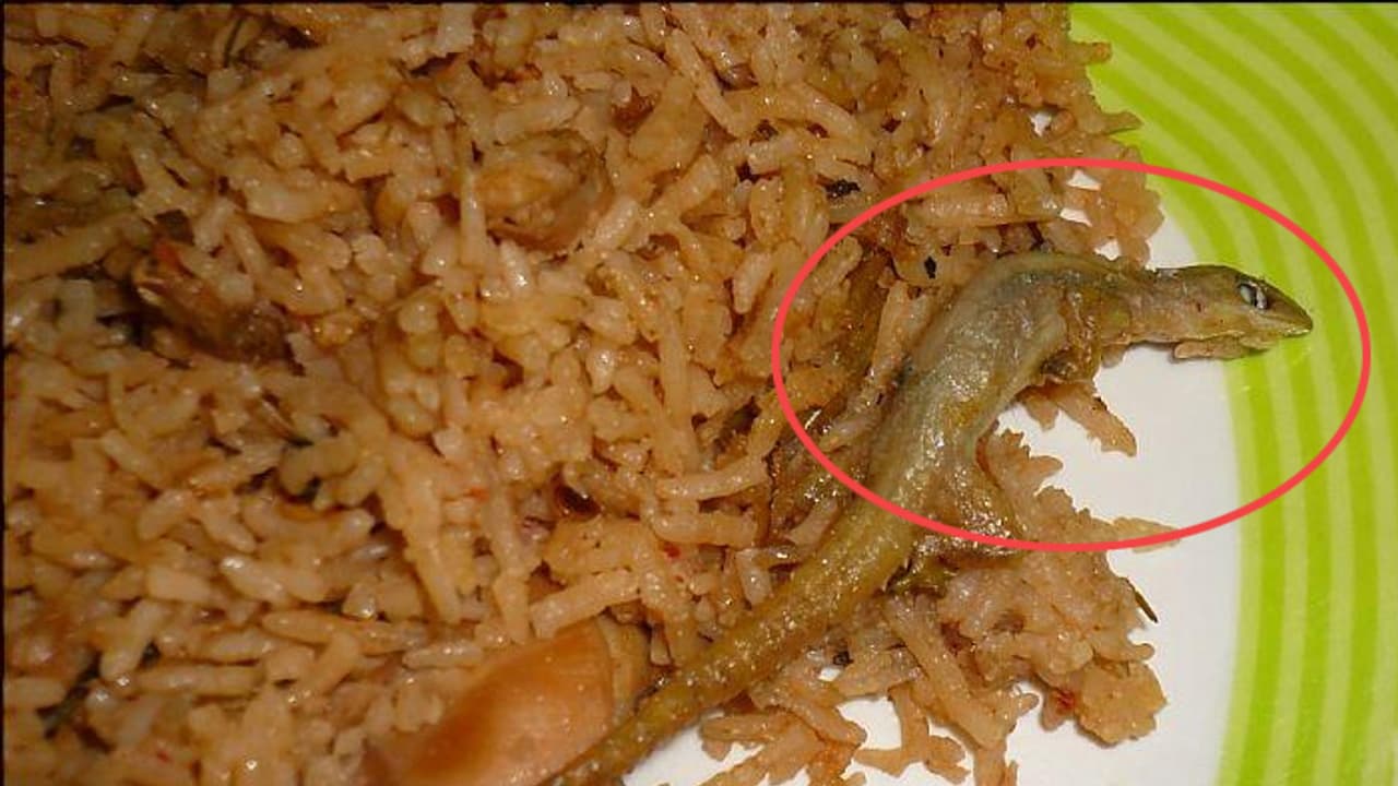 బెజవాడలో బిర్యానీలో బల్లి.. ఇద్దరికి అస్వస్థత బెజవాడలో బిర్యానీలో బల్లి.. ఇద్దరికి అస్వస్థత