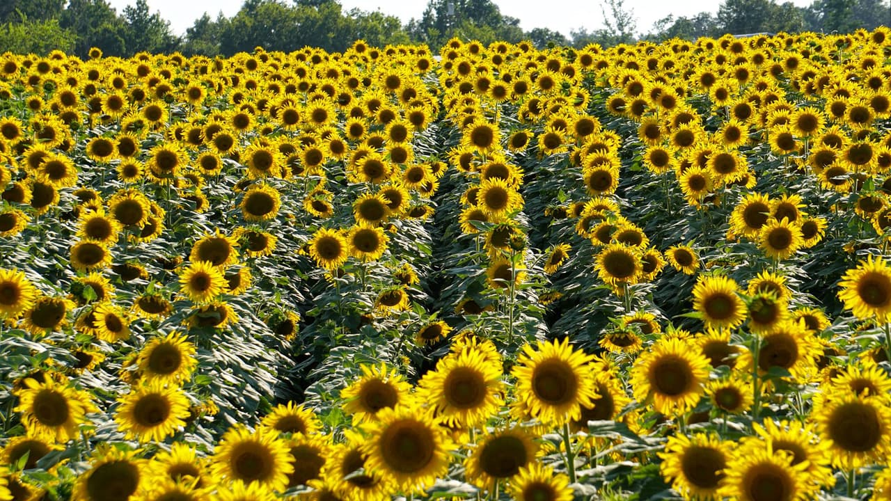 ಸೂರ್ಯಕಾಂತಿ ತೋಟದಲ್ಲಿ ಒಂದು ಸುತ್ತು ಹಾಕಿ ಬರೋಣ ಸೂರ್ಯಕಾಂತಿ ತೋಟದಲ್ಲಿ ಒಂದು ಸುತ್ತು ಹಾಕಿ ಬರೋಣ