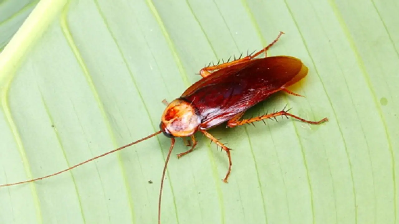 ಆಶ್ಚರ್ಯವಾದರೂ ಆರೋಗ್ಯಕಾರಿ ಜಿರಲೆ ಹಾಲು!