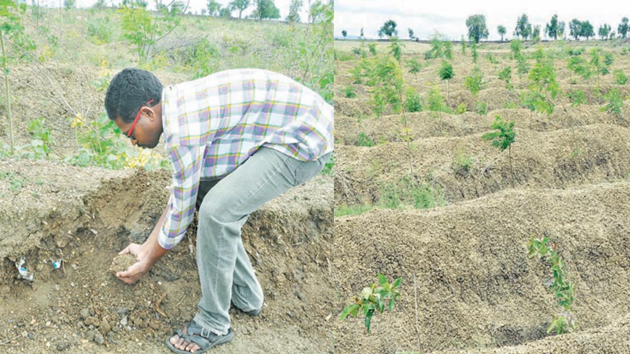 ಹಲ್ಲಿನ ಡಾಕ್ಟರ ಹುಲ್ಲಿನ ಕ್ರಾಂತಿ! ಅಪರೂಪದ ಕೃಷಿಕ ಇವರು