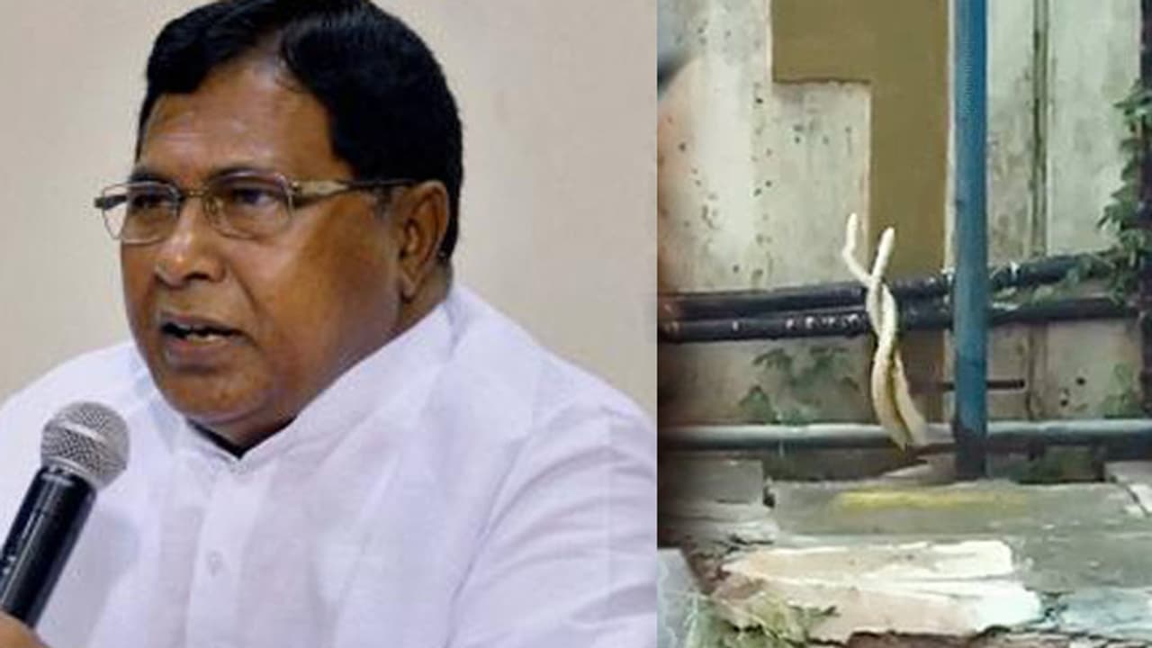 పెద్దలు జానారెడ్డి ప్రెస్మీట్.. పక్కనే జంట పాములు పెద్దలు జానారెడ్డి ప్రెస్మీట్.. పక్కనే జంట పాములు