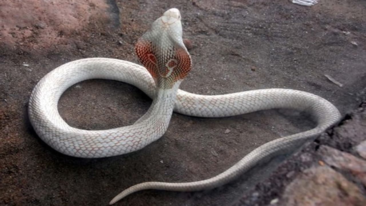 సినిమాల్లోని శ్వేతనాగు.. ఇంట్లో కనిపిస్తే..!!!