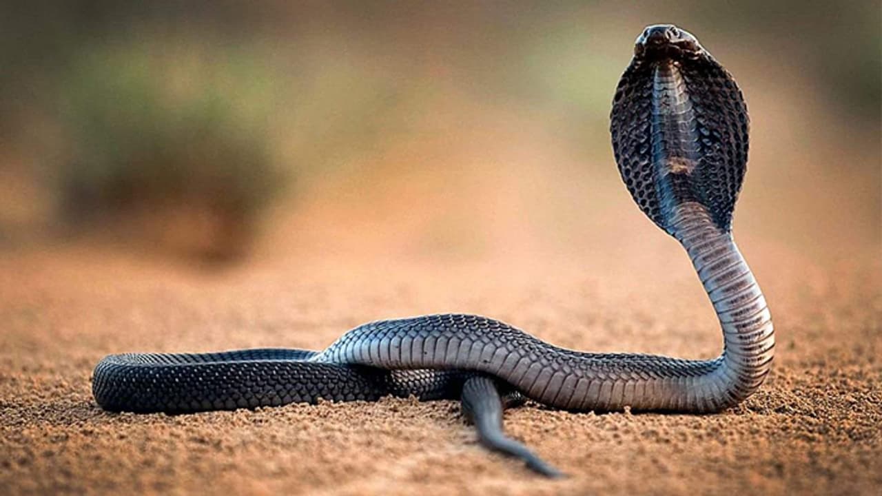 ಕಡಿದ ಹಾವಿಗೆ ಕಚ್ಚಿ ಕೊಂದ : ಆತನೂ ಸಾವಿಗೀಡಾದ
