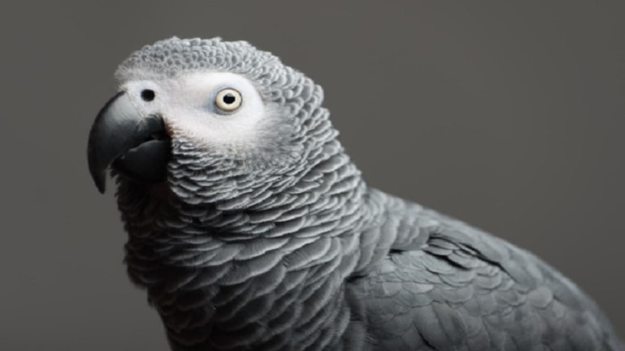 ಮಾತಾಡೋ ಗಿಳಿಯಿಂದ ಮೂವರು ಕಳ್ಳರು ಕಂಬಿ ಹಿಂದೆ! ಮಾತಾಡೋ ಗಿಳಿಯಿಂದ ಮೂವರು ಕಳ್ಳರು ಕಂಬಿ ಹಿಂದೆ!