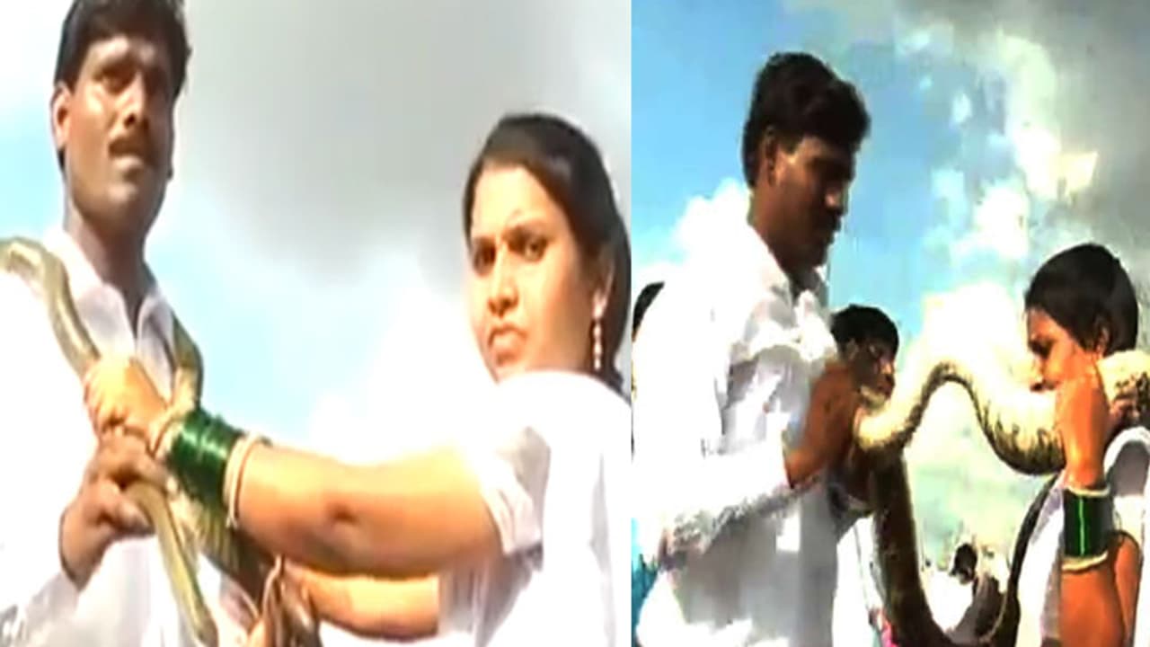 ఘనంగా వివాహం.. పాముల్ని మార్చుకుని ఒక్కటైన జంట