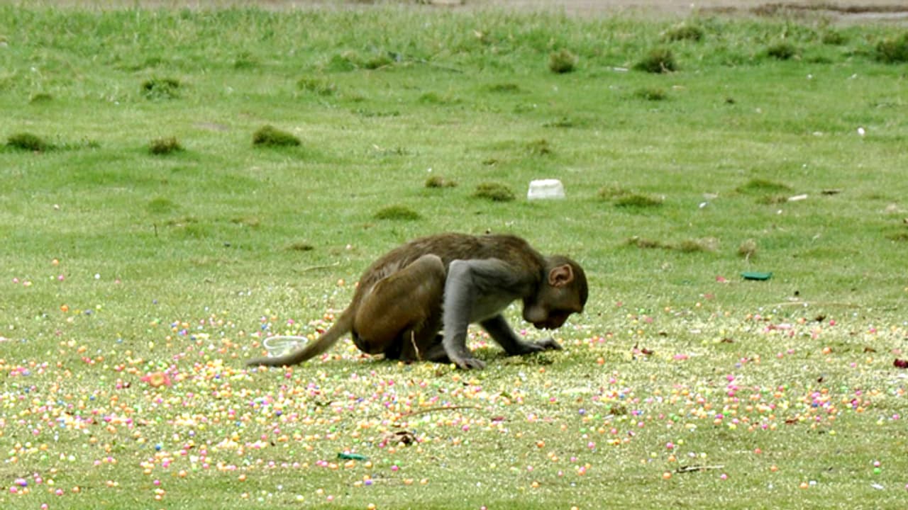 పాపం! థర్మకోల్ బంతులను తింటున్న కోతులు పాపం! థర్మకోల్ బంతులను తింటున్న కోతులు