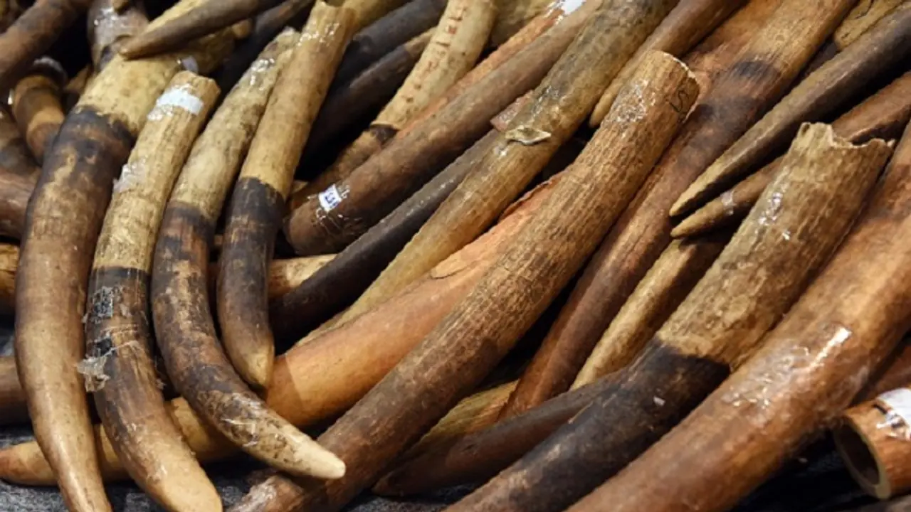 Karnataka CID forest cell officer's relative and retired forest officer held for trading elephant tusk Karnataka CID forest cell officer's relative and retired forest officer held for trading elephant tusk