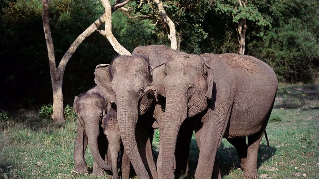 Conservationists bat for privatisation of wildlife after cat's poop signals high stress Conservationists bat for privatisation of wildlife after cat's poop signals high stress