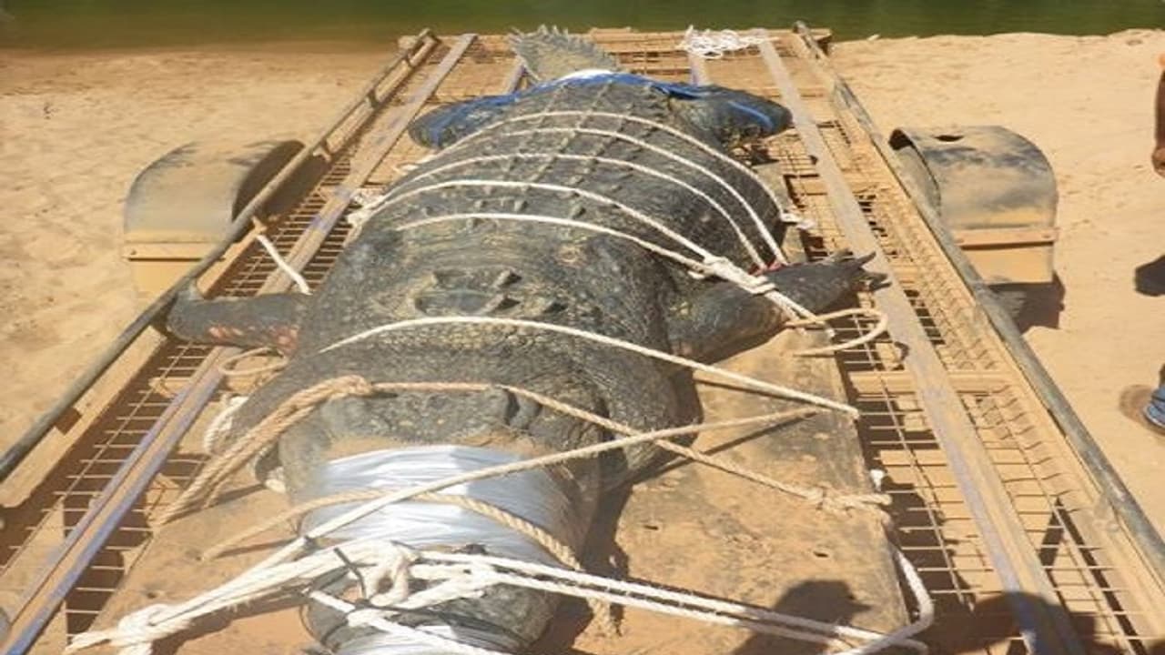 ವಯಸ್ಸು 60, ತೂಕ 600ಕೆಜಿ, ಸಿಕ್ಕಿದ್ದು 8 ವಷಗಳ ಬಳಿಕ!