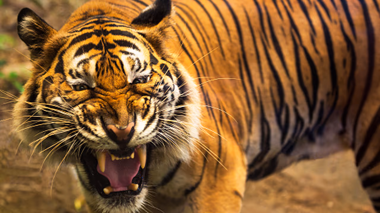 Panther poop shows Indian safaris putting wild cats under high stress Panther poop shows Indian safaris putting wild cats under high stress