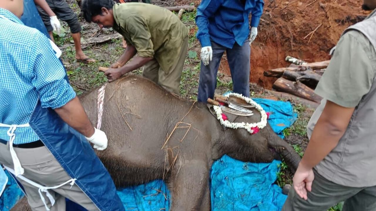 2 ವರ್ಷದ ಪುಟಾಣಿ ಕಾಡಾನೆ ಬಾಲಾಜಿ ಇನ್ನಿಲ್ಲ! 2 ವರ್ಷದ ಪುಟಾಣಿ ಕಾಡಾನೆ ಬಾಲಾಜಿ ಇನ್ನಿಲ್ಲ!