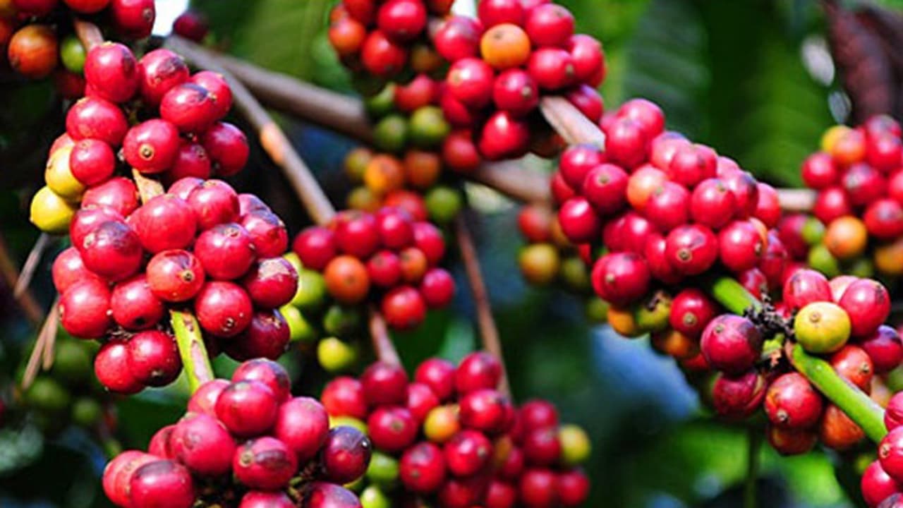 ಗ್ರೀನ್ಝೋನ್: ಕಾಫಿನಾಡಿಗರು ಎಚ್ಚರ ತಪ್ಪುತ್ತಿದ್ದಾರಾ? ಗ್ರೀನ್ಝೋನ್: ಕಾಫಿನಾಡಿಗರು ಎಚ್ಚರ ತಪ್ಪುತ್ತಿದ್ದಾರಾ?