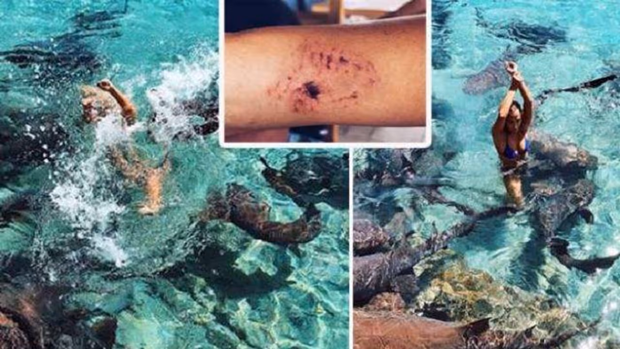 कटरीना पर हुआ शार्क का हमला कटरीना पर हुआ शार्क का हमला